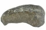 Fossil Whale Ear Bone - Miocene #177821-1